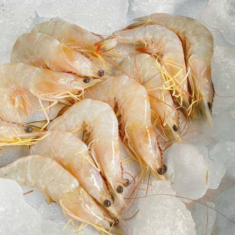 ilustrasi udang segar (instagram.com/segarbeku.id)