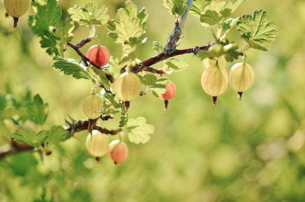 buah gooseberry (pixabay.com/GLady)