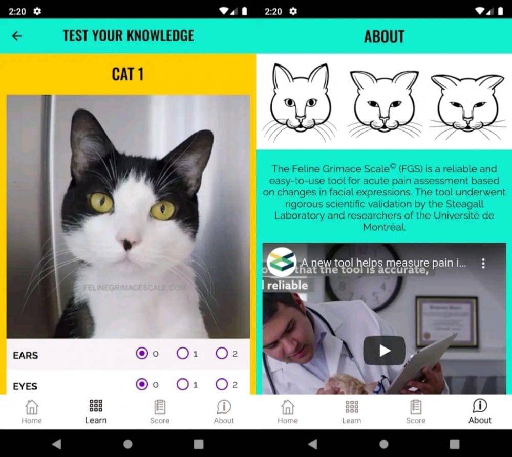 Feline Grimace Scale (Dok. Steagall Laboratory)