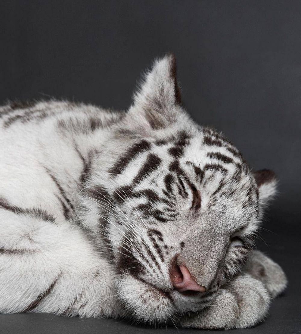 Selen, harimau putih Alshad Ahmad (instagram.com/alshadahmad/)