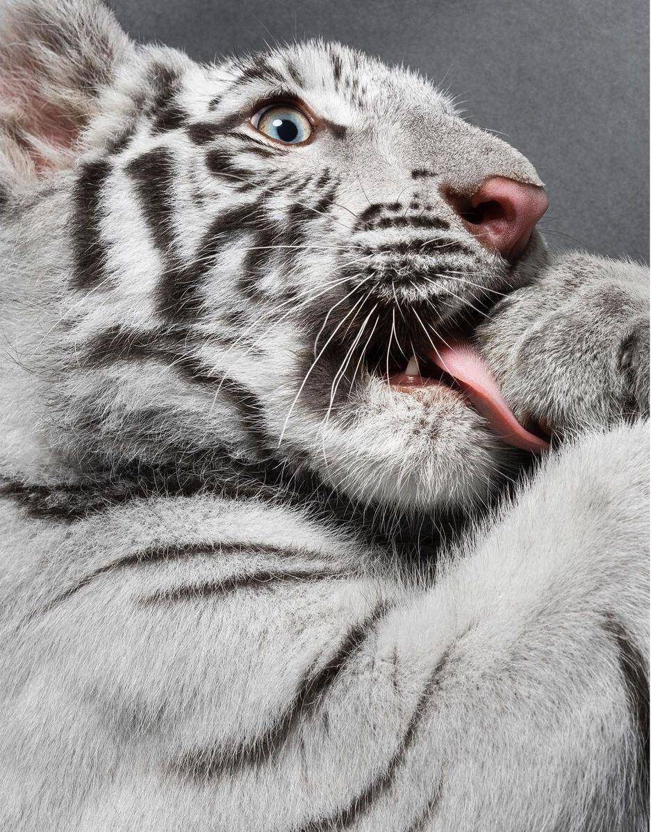 Selen, harimau putih Alshad Ahmad (instagram.com/alshadahmad/)