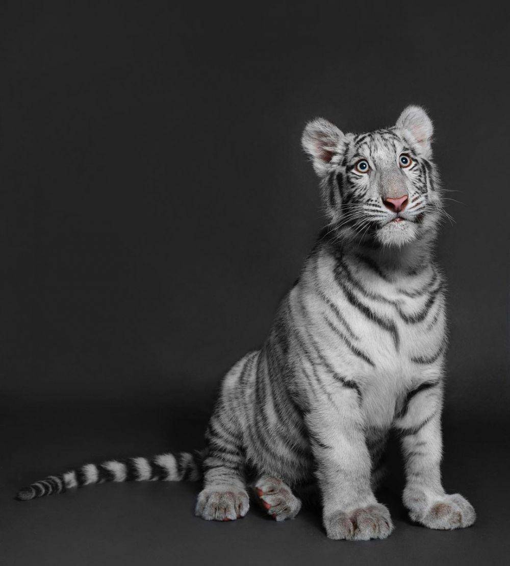 Selen, harimau putih Alshad Ahmad (instagram.com/alshadahmad/)