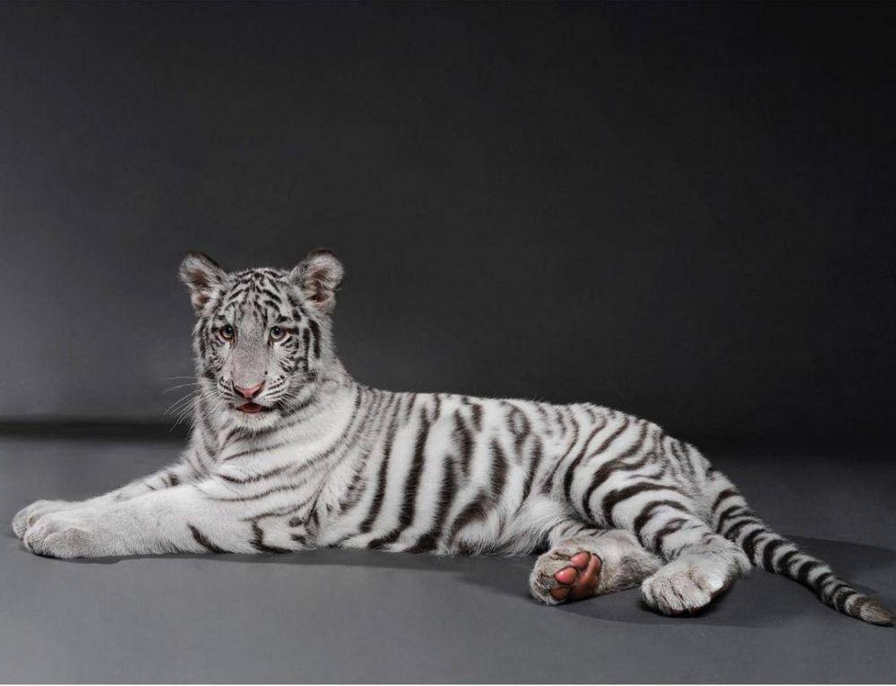 Selen, harimau putih Alshad Ahmad (instagram.com/alshadahmad/)
