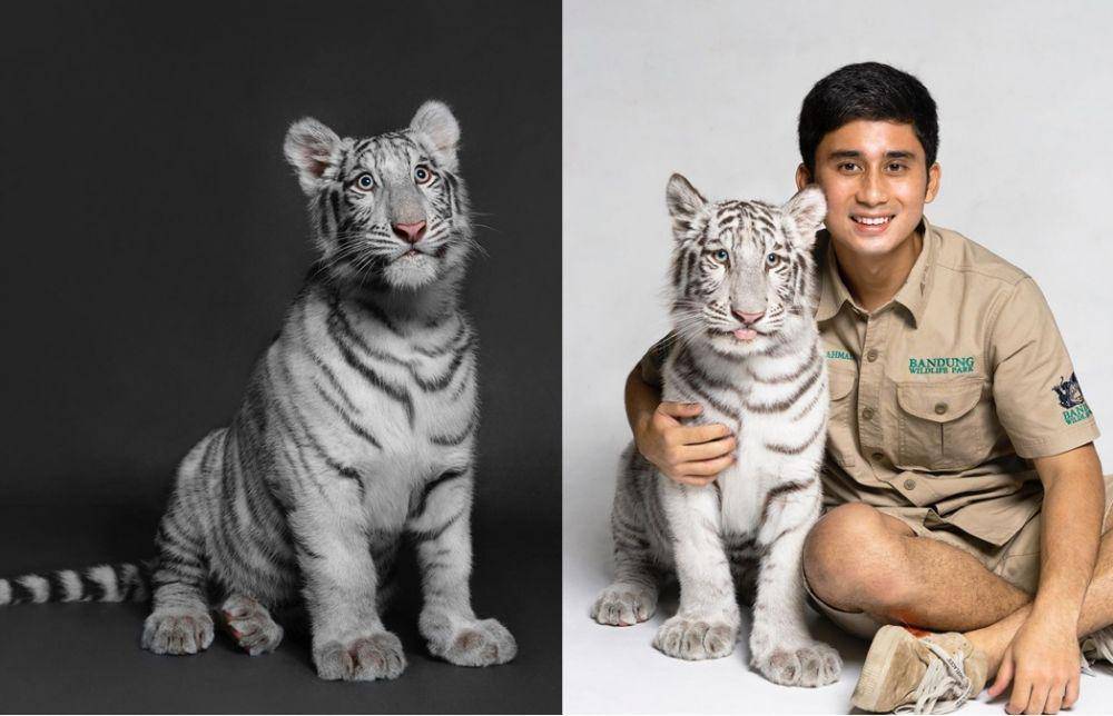 Selen, harimau putih Alshad Ahmad (instagram.com/alshadahmad/)