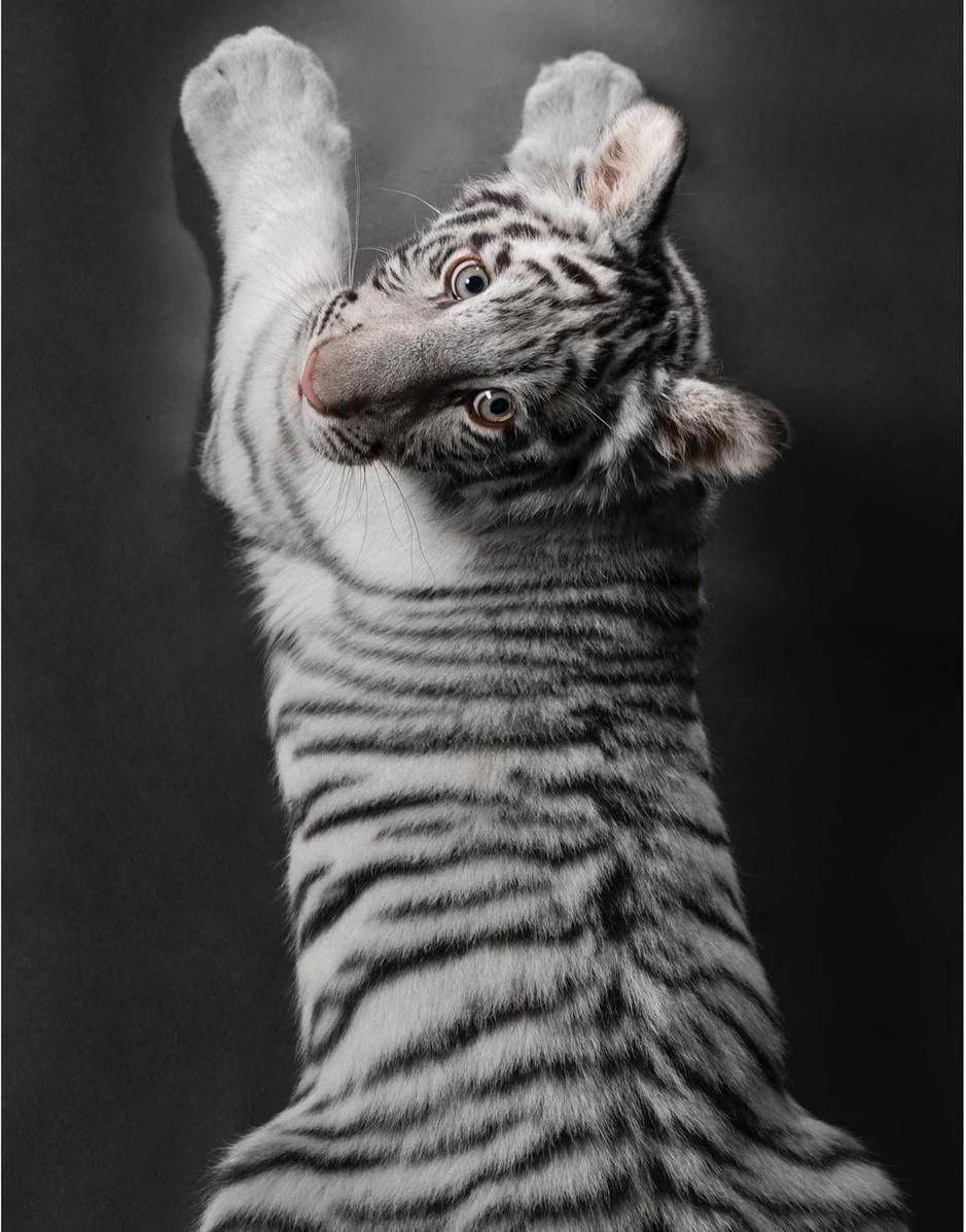Selen, harimau putih Alshad Ahmad (instagram.com/alshadahmad/)