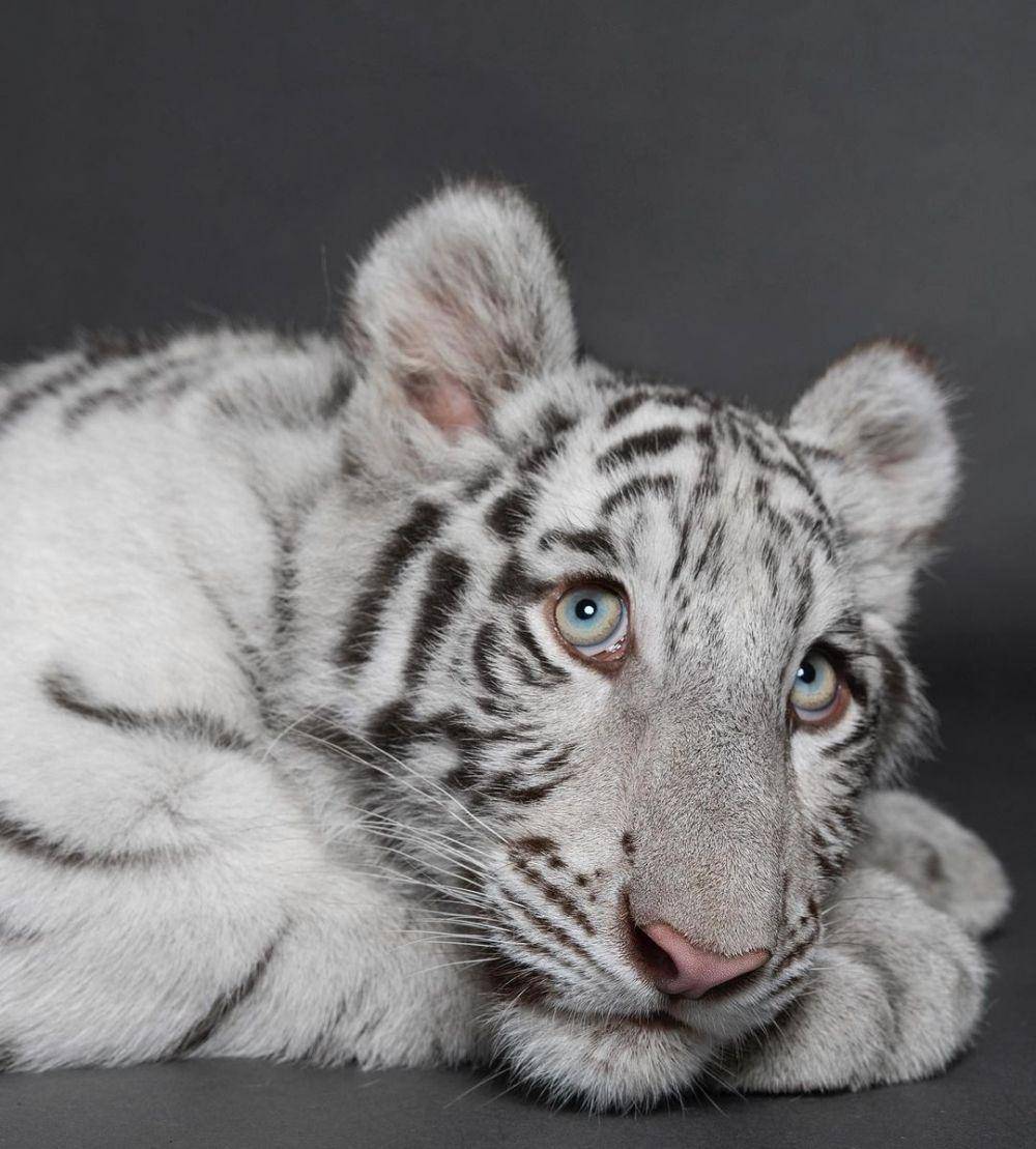 Selen, harimau putih Alshad Ahmad (instagram.com/alshadahmad/)