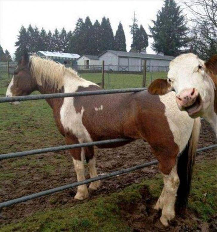 potret photobomb lucu (imgur.com/DislsMine)