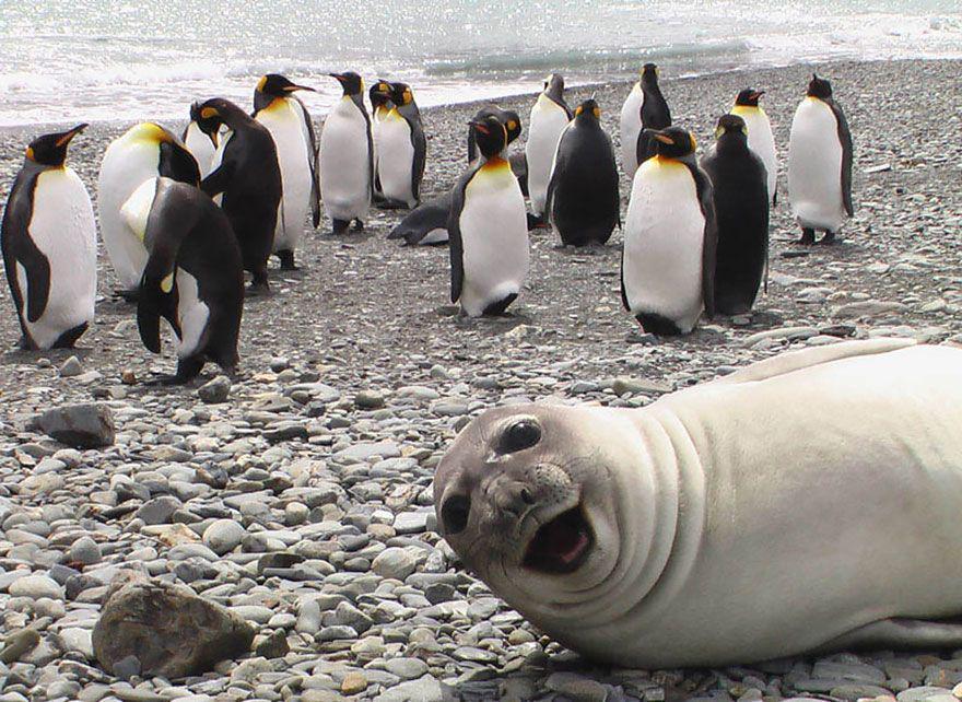 10 Photobomb Terlucu Versi Hewan, Bikin Ngakak Sampai Kayang