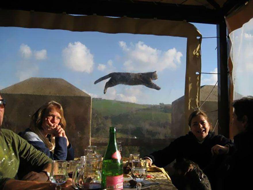 potret photobomb lucu (boredpanda.com)