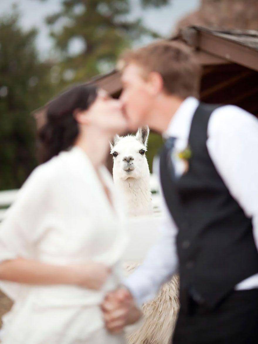 potret photobomb lucu (boredpanda.com)