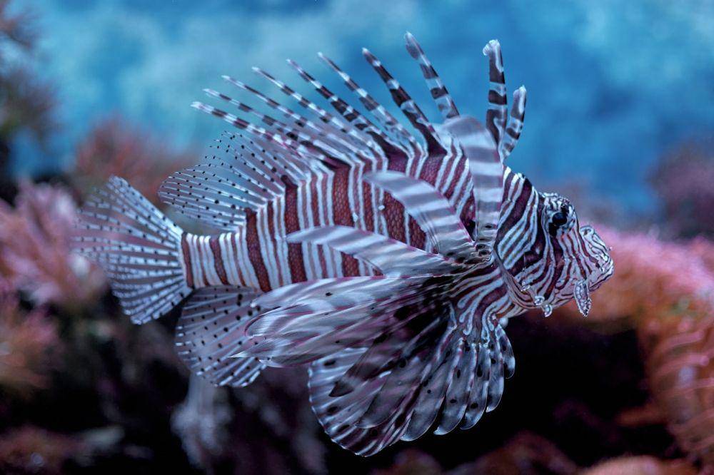 ilustrasi seekor lionfish (pexels.com/Denys Razumovskyi)