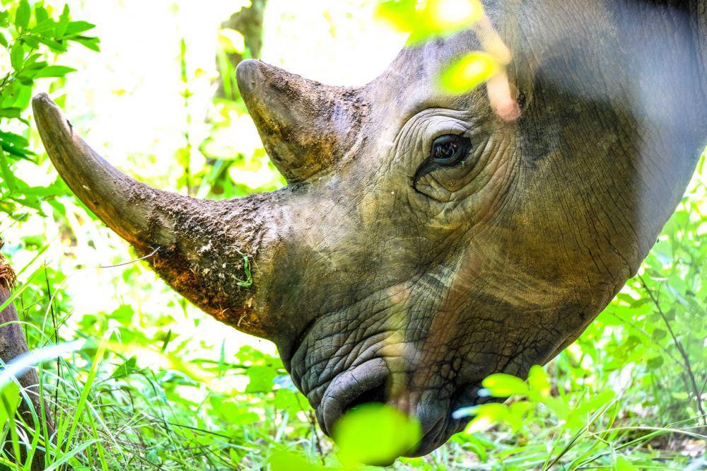 Afsel Terbitkan Aturan yang Izinkan Perburuan Hewan Terancam Punah