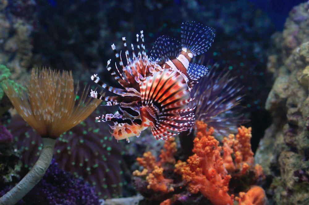 ilustrasi seekor lionfish (pexels.com/Jeffry Surianto)