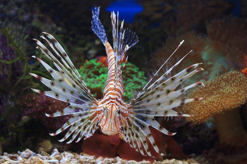 ilustrasi seekor lionfish (pexels.com/Jeffry Surianto)