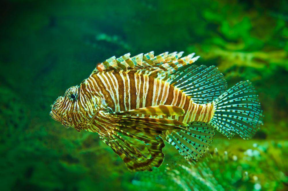 ilustrasi seekor lionfish (pexels.com/Mohan Nannapaneni)