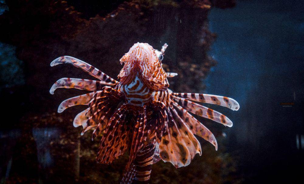 ilustrasi seekor lionfish (pexels.com/Pavel Polyakov)