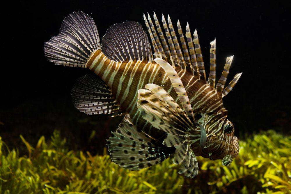 ilustrasi seekor lionfish (pexels.com/Skitterphoto)
