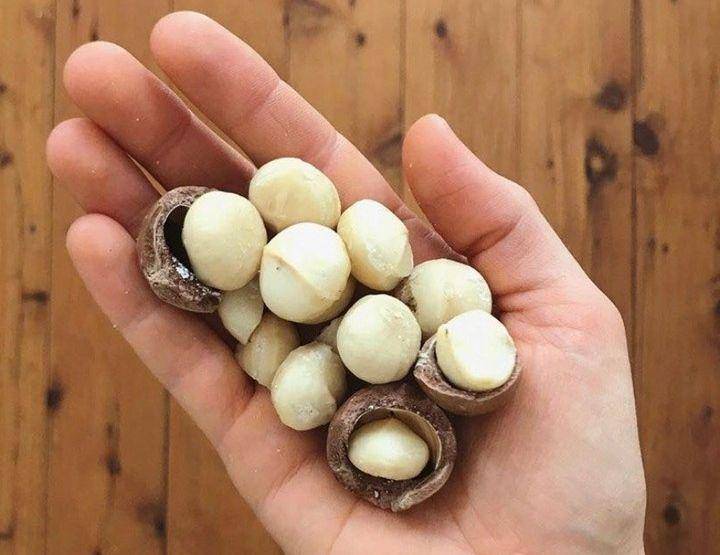potret kacang macadamia (instagram.com/australianmacadamiasjapan)