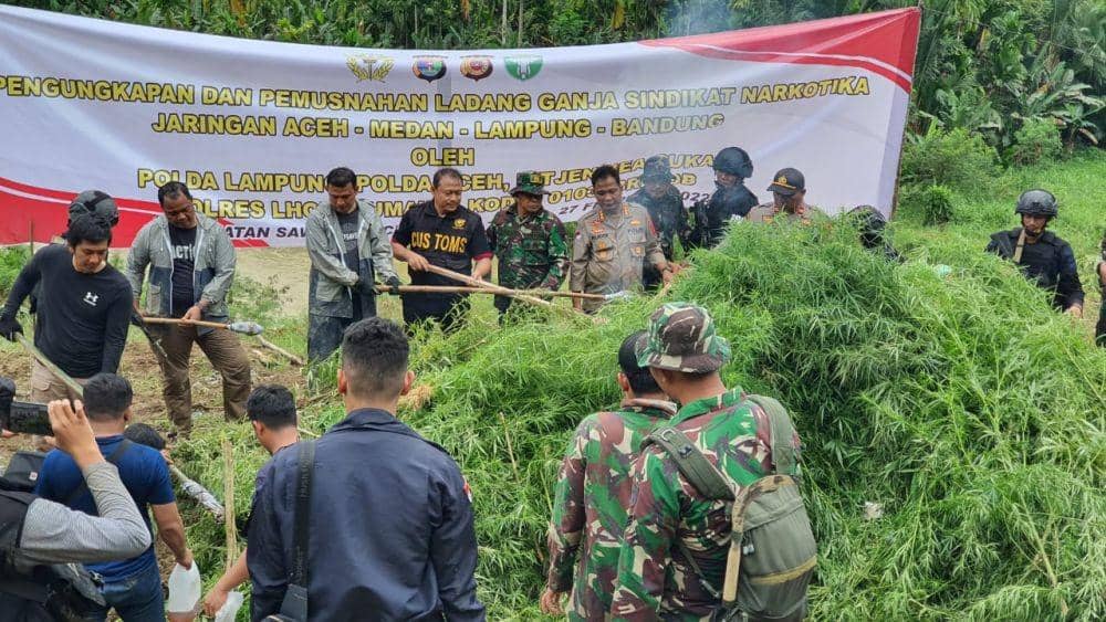 Satgas Siger Polda Lampung dan Polda Aceh Musnahkan 62.800 Pohon Ganja