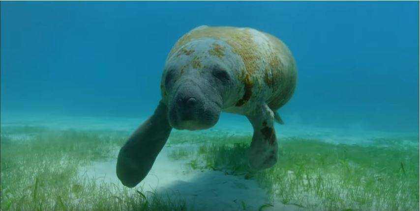 ilustrasi seekor manatee (youtube.com/Nature on PBS)