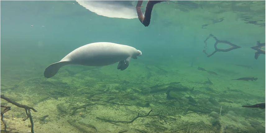 Seekor manatee yang sedang berenang (youtube.com/adoptamanatee)