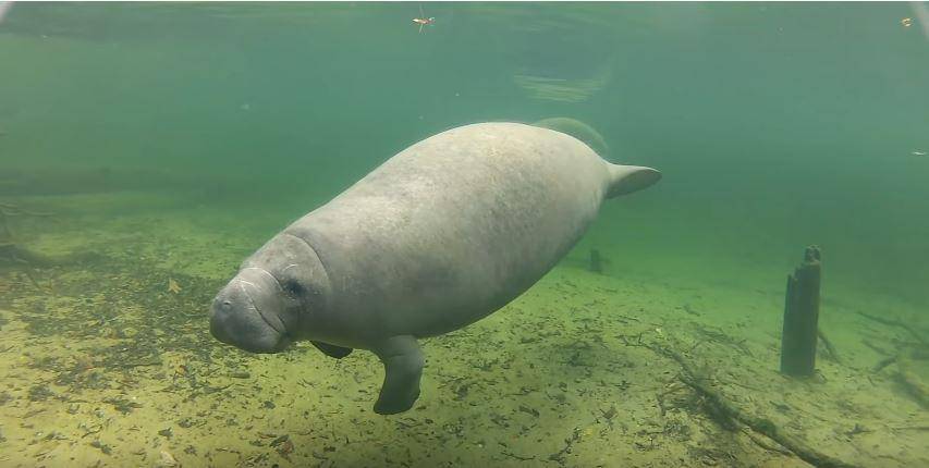 Seekor manatee yang sedang berenang (youtube.com/adoptamanatee)