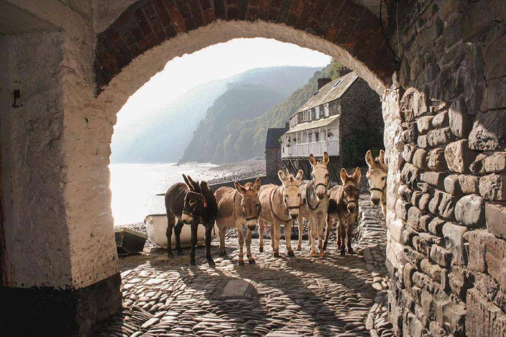 Keledai di Clovelly (instagram.com/redlionclovelly)