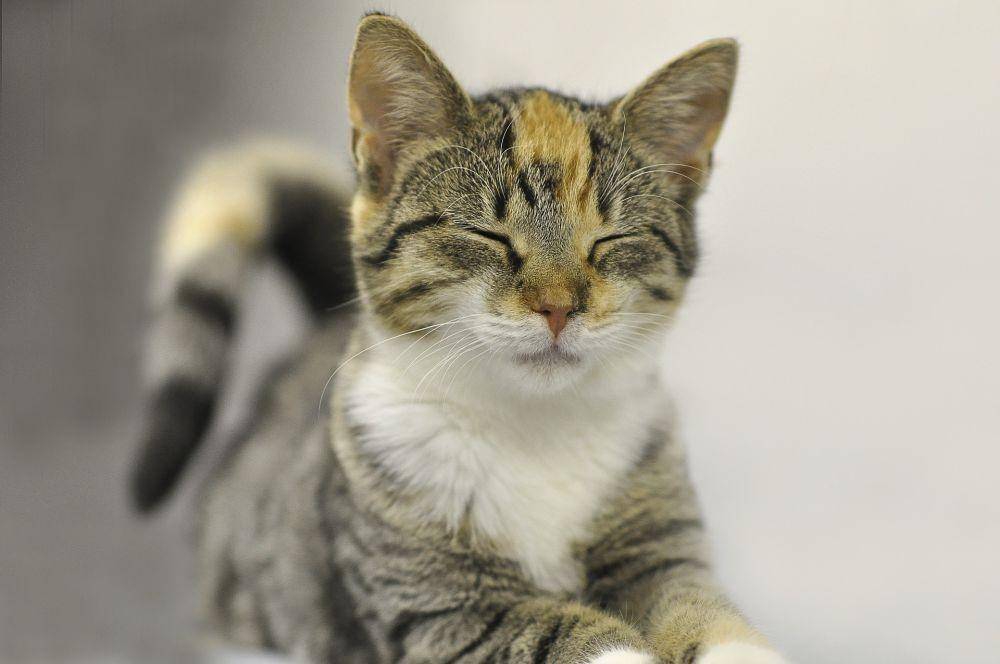 ilustrasi kucing melakukan kneading (pixabay.com/doanme)