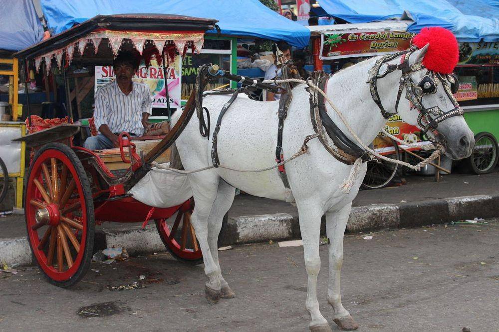 Bendi bakudo (kereta kuda tradisional Minangkabau) di depan taman Jam Gadang di Bukittinggi. Jenis transportasi ini dapat dengan mudah ditemukan di Padang, Bukittinggi, dan bagian lain dari Sumatera Barat. (D.W. Fisher-Freberg, CC BY-SA 3.0, via Wikimedia Commons)
