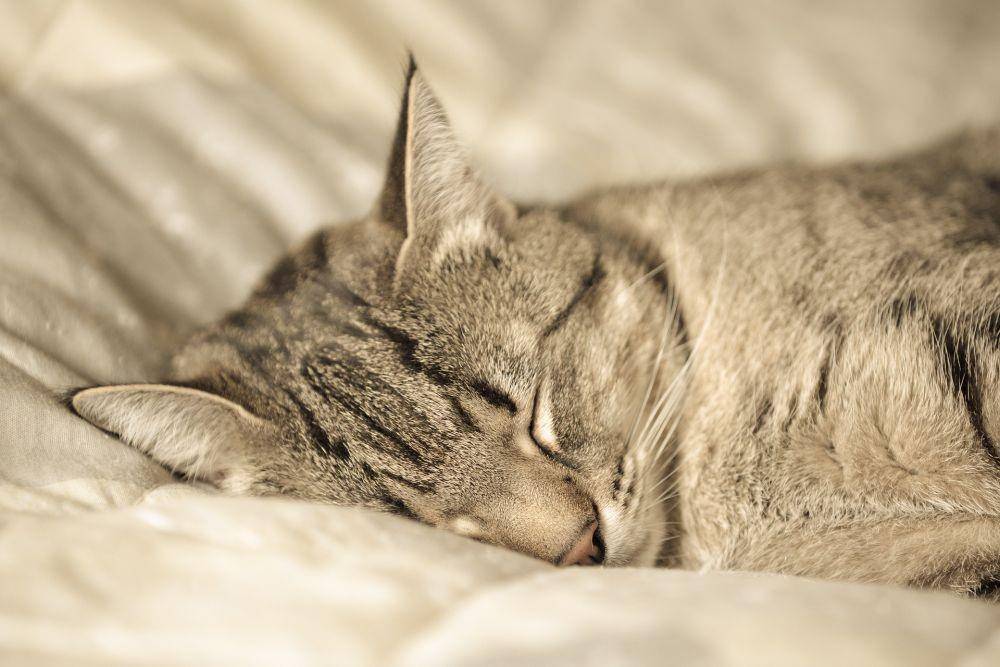 ilustrasi kucing tidur (pixabay.com/Mike_68)