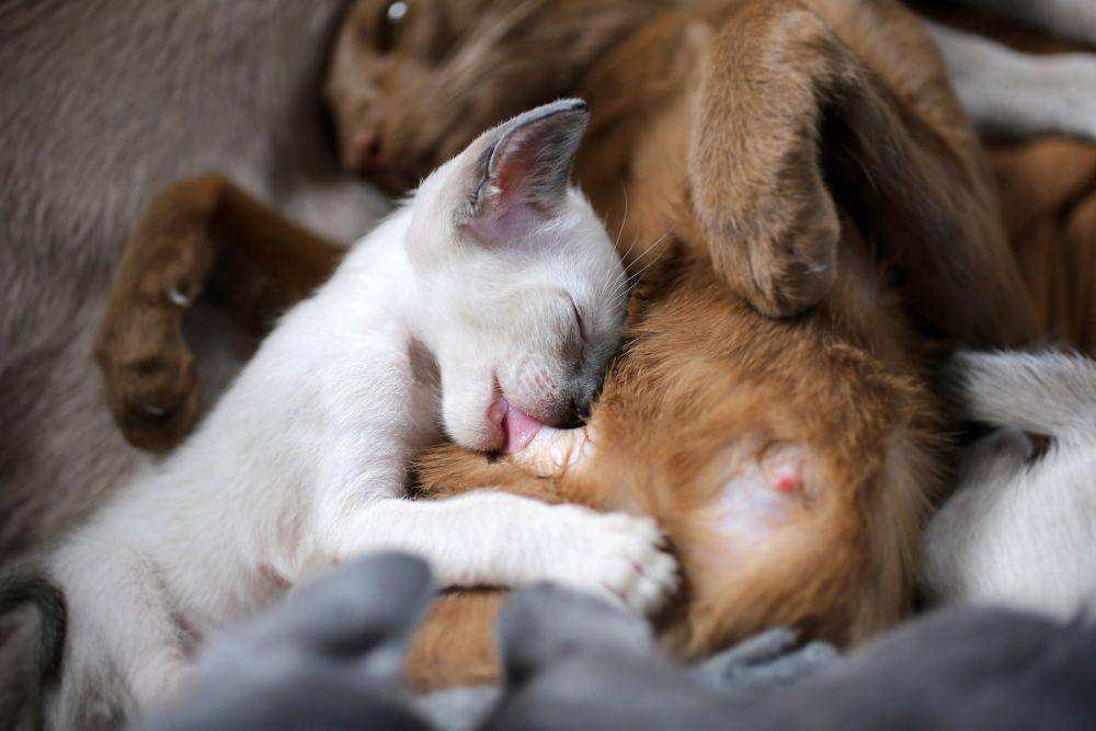 ilustrasi anak kucing menyusu (pixabay.com/TaniaVdB)