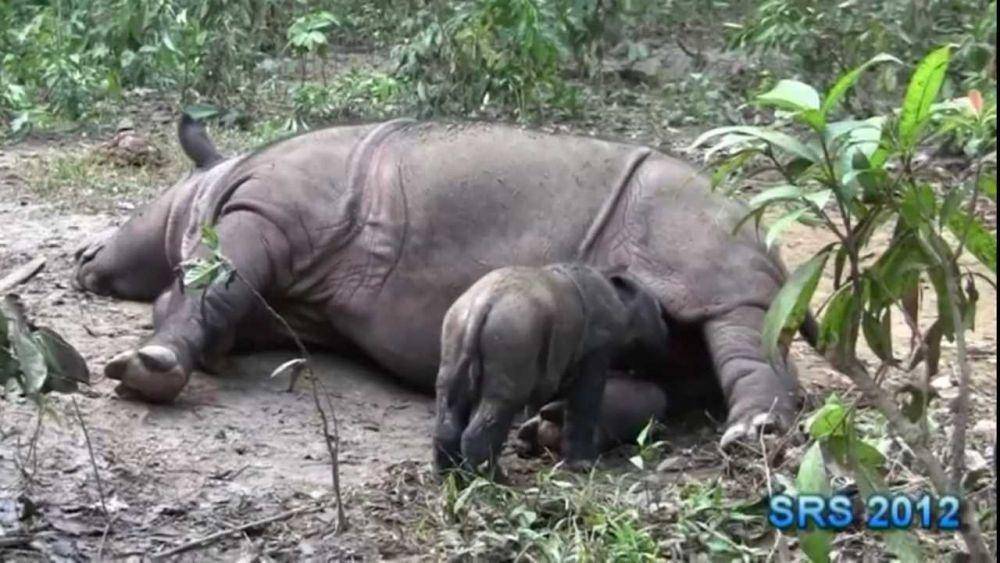 Potret Andatu bersama Ratu(YouTube.com/IntlRhinoFoundation)