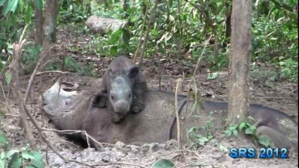 Potret Andatu bersama Ratu (YouTube.com/IntlRhinoFoundation)
