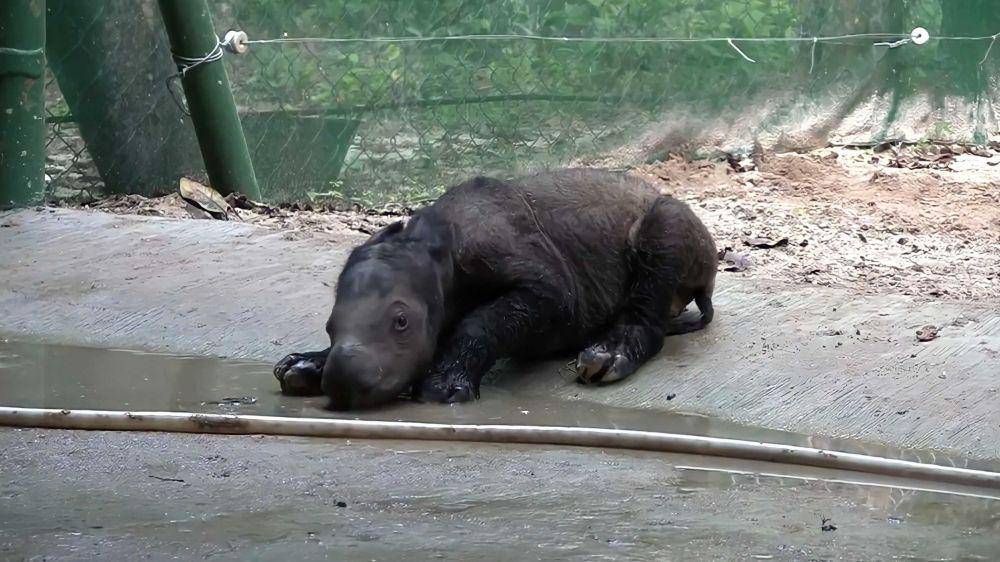 Potret badak sumatra Andatu(YouTube.com/IntlRhinoFoundation)