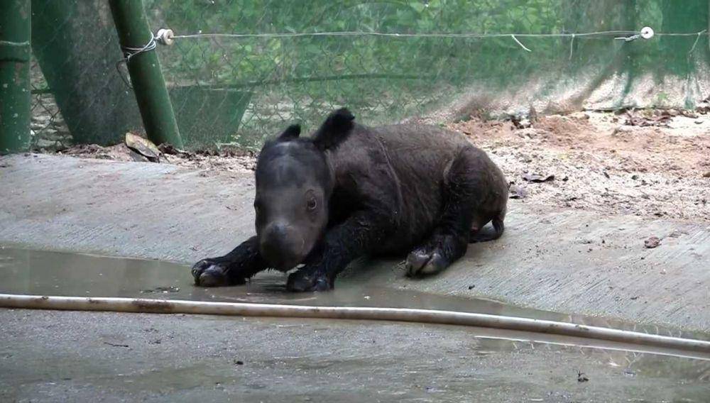 Potret badak sumatra Andatu(YouTube.com/IntlRhinoFoundation)