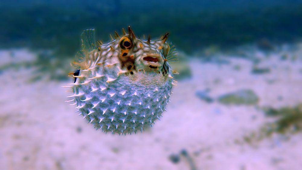 ilustrasi ikan buntal (unsplash.com/Stelio Puccinelli)