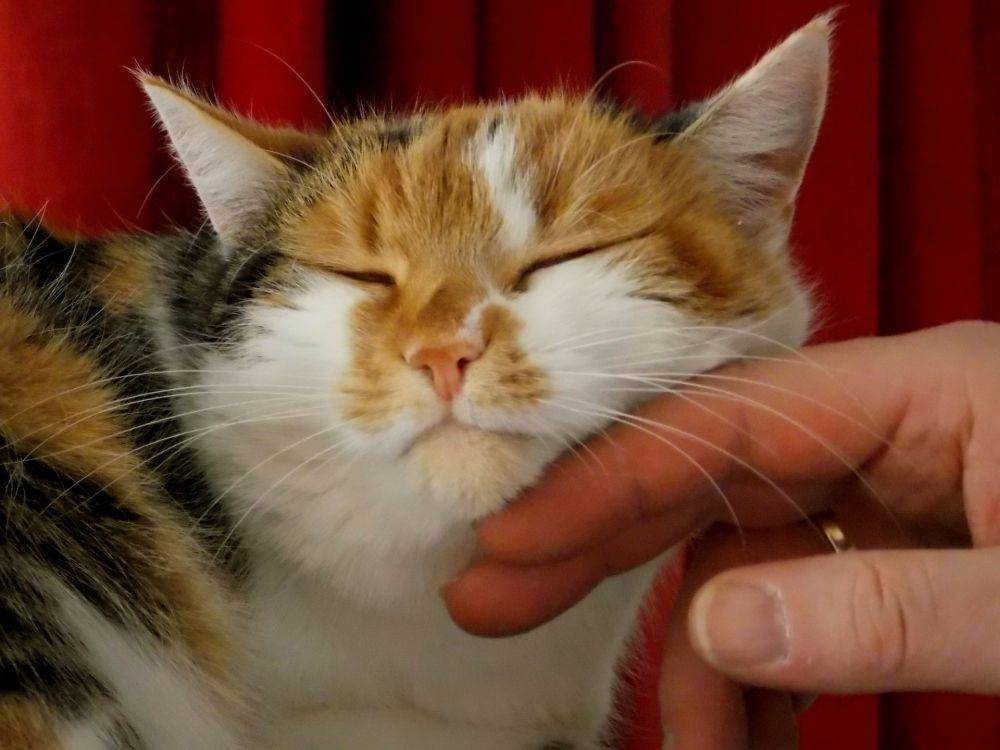 ilustrasi membelai kucing (pixabay.com/menita)