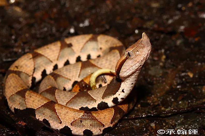 hewan endemik ular di Taiwan (snakesoftaiwan.com)