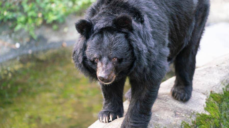 hewan endemik beruang hitam di Taiwan (edition.cnn.com)