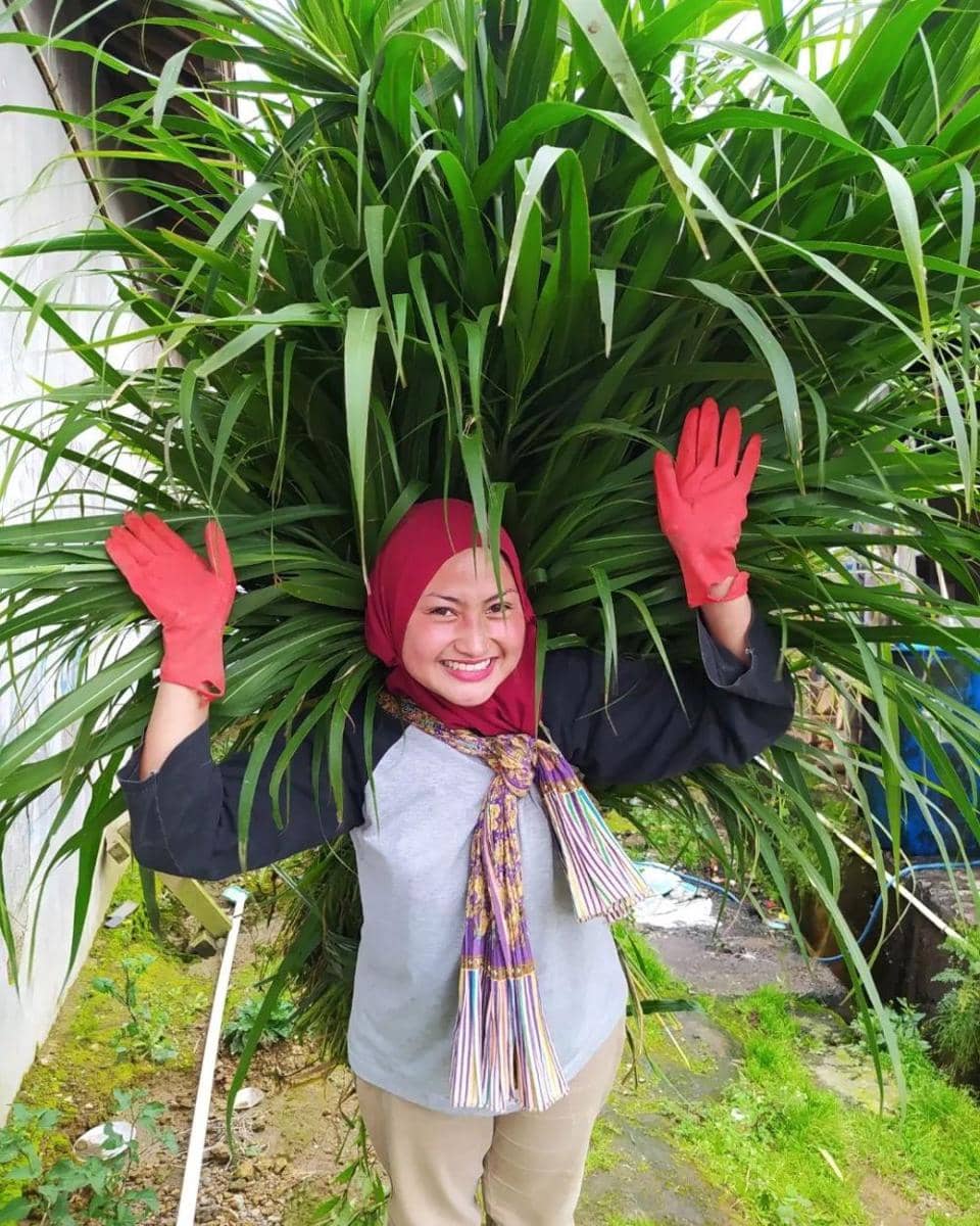 Novi Listiana (instagram.com/novilisty_)