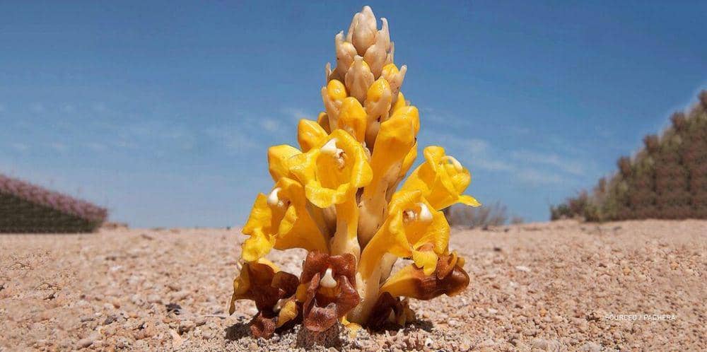 ilustrasi parasit cistanche (twitter.com/saudiarabia)