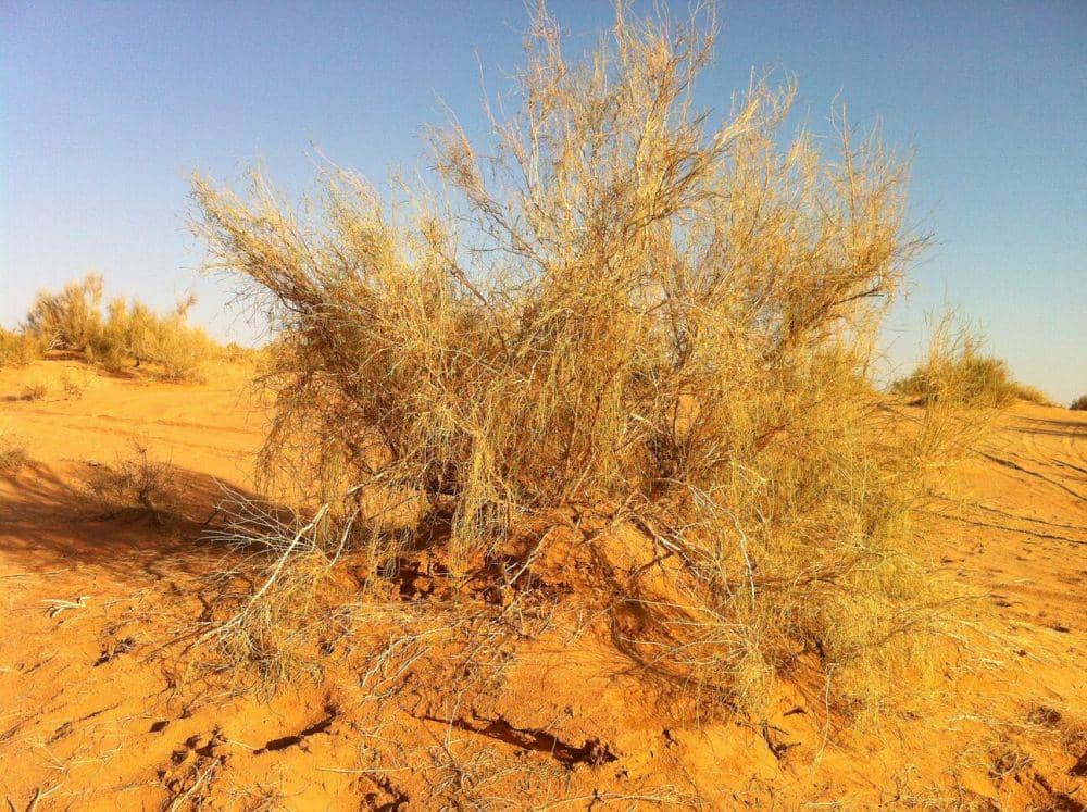 ilustrasi pohon saxaul di gurun pasir (eol.org)