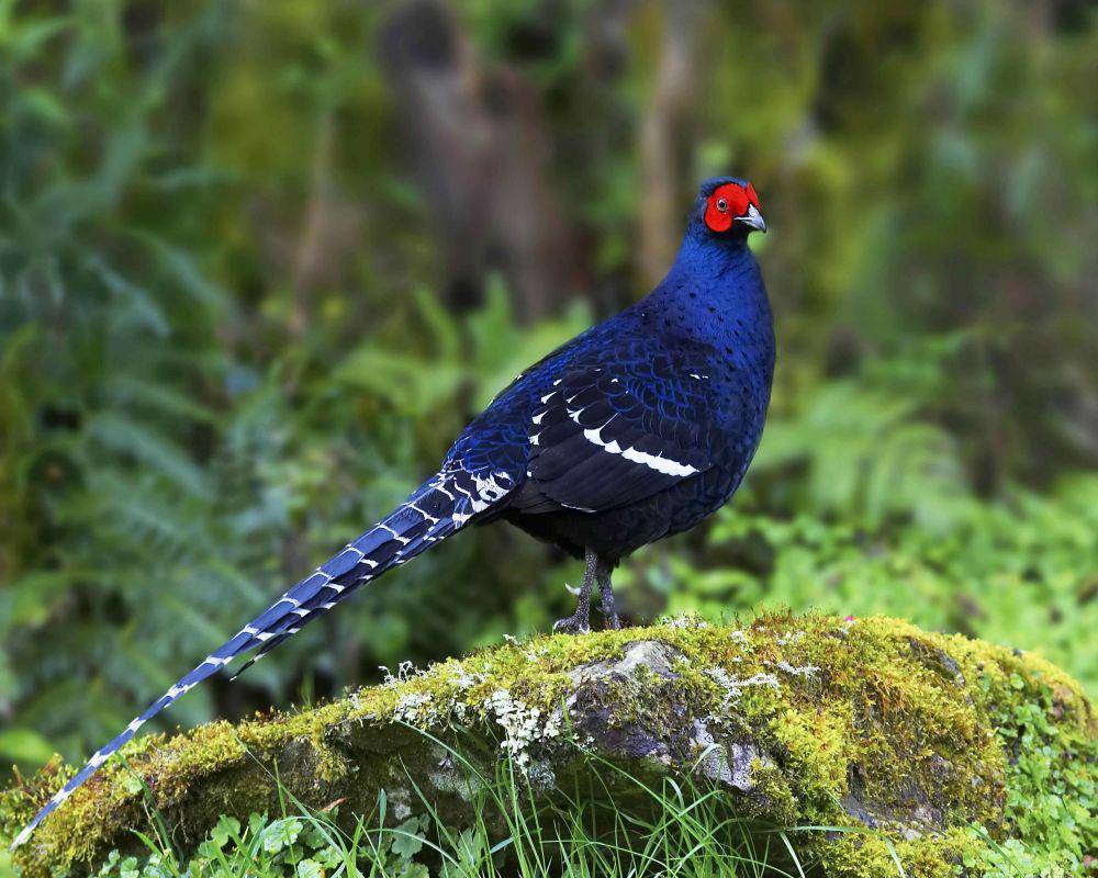 hewan endemik Taiwan Mikado Pheasant (ysnp.gov.tw)