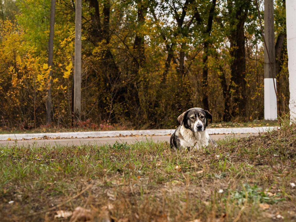 anjing di Chernobyl, Ukraina (unsplash.com/Viktor Hesse)