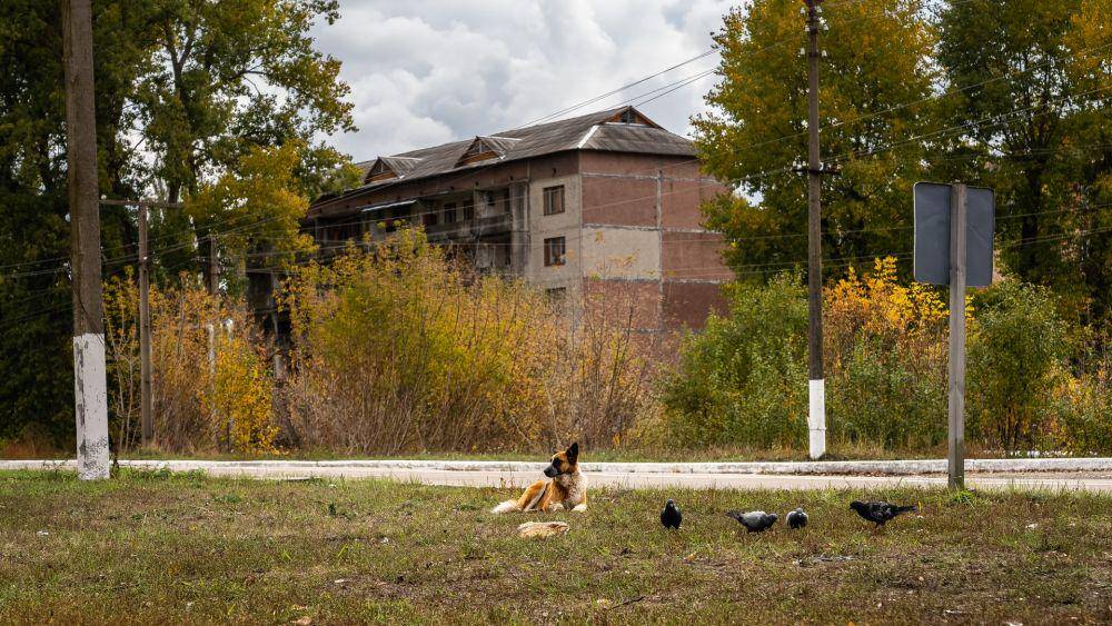 hewan-hewan di Chernobyl (unsplash.com/Viktor Hesse)