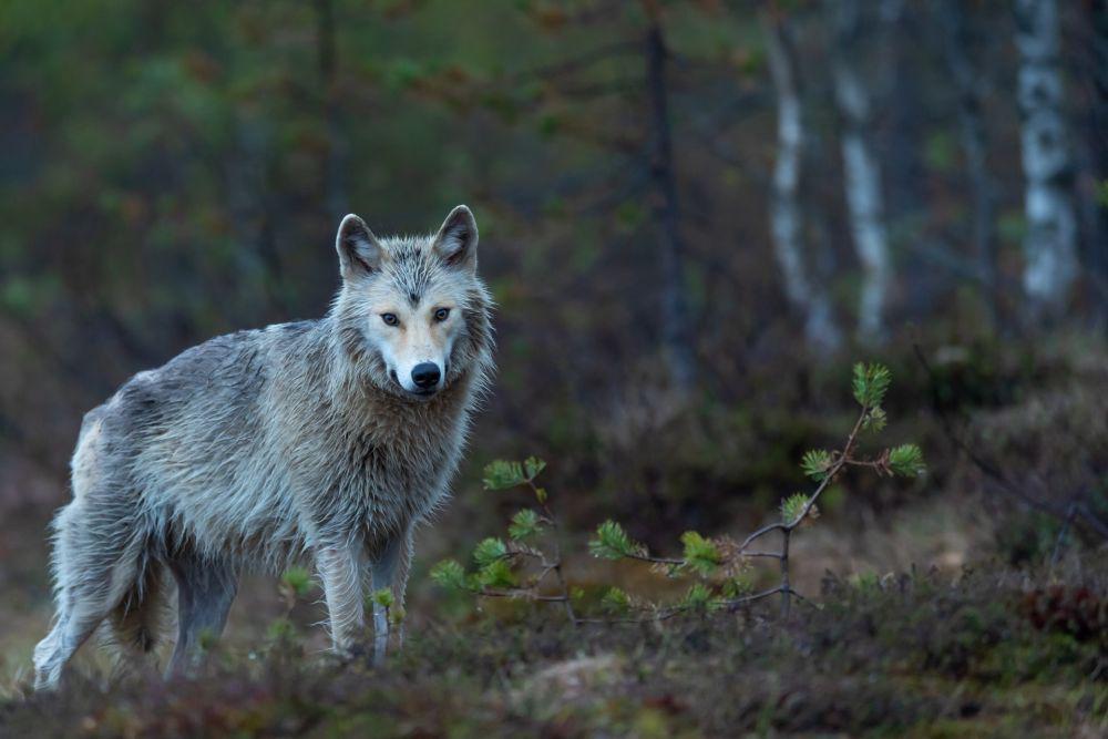 10 Fakta Mutasi Hewan akibat Radiasi Nuklir di Chernobyl, Ukraina