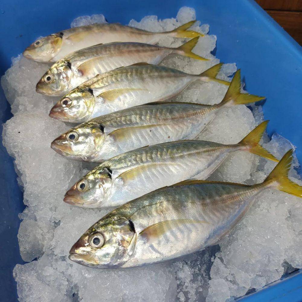 ilustrasi ikan selar (instagram.com/rumahikanlautsegar)