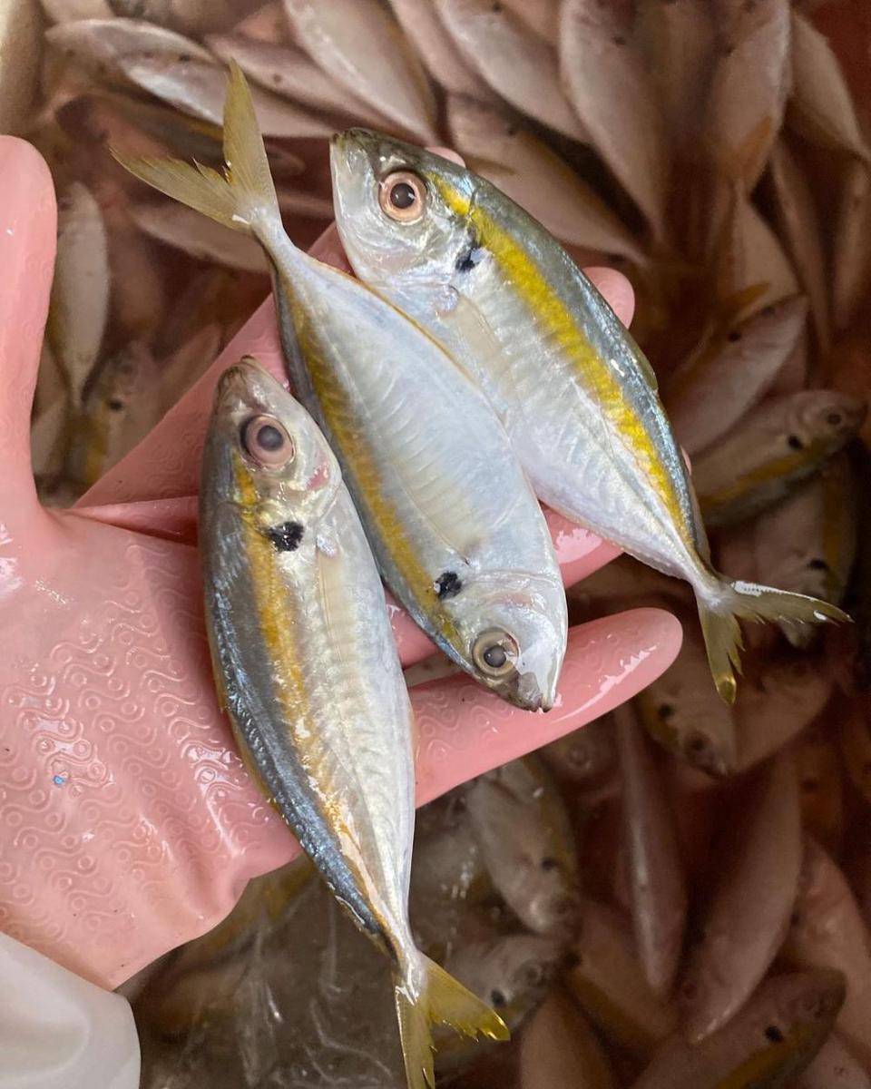 ilustrasi ikan selar yang sudah dibersihkan (instagram.com/Antarikan)
