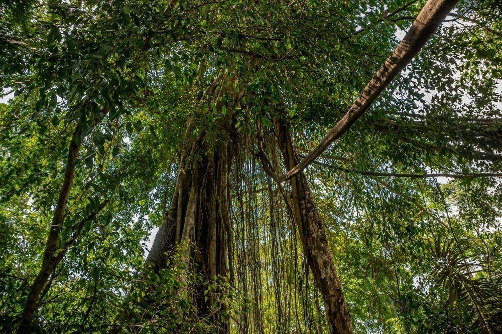 Ilustrasi hutan di Indonesia (pixabay.com/kmorizephoto)