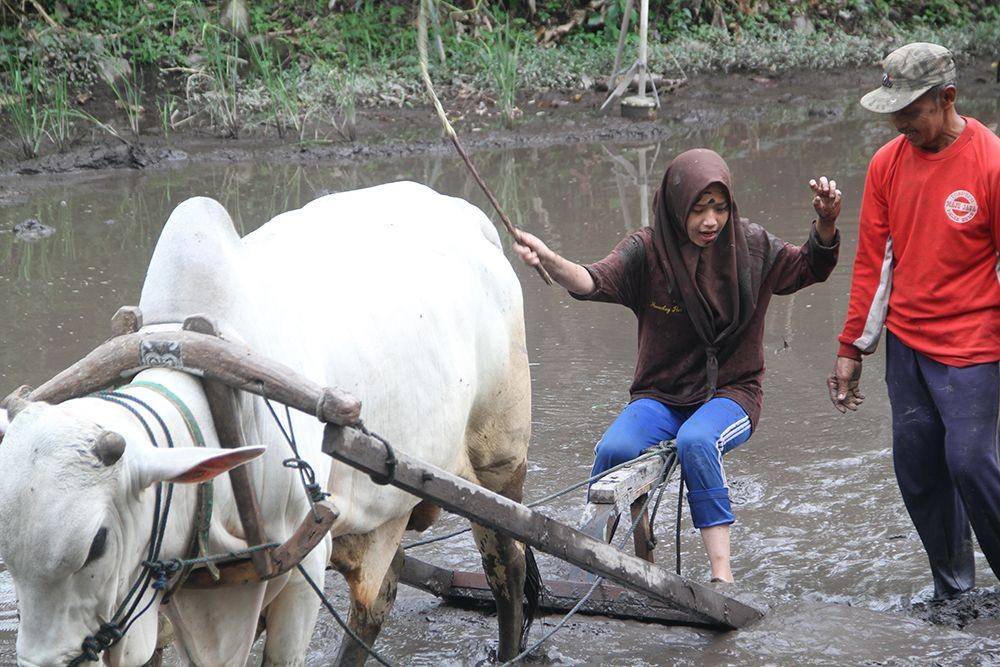membajak sawah di Desa Wisata Pentingsari (desawisatapentingsari.com)